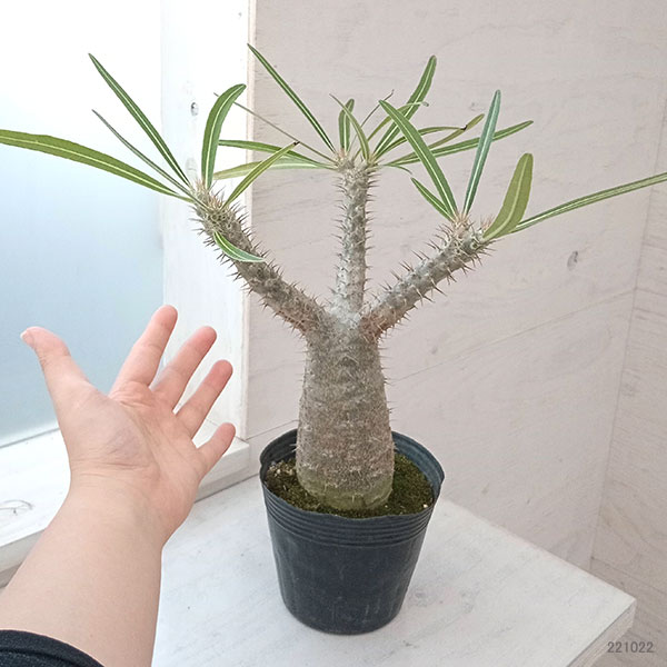 園芸ネット本店｜パキポディウム：グラキリス4号（国内実生株） 22-03