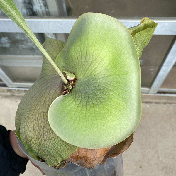 園芸ネット本店｜ビカクシダ（コウモリラン）：ヒリー タートック 5号