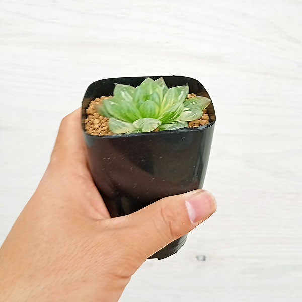 園芸ネット本店｜ハオルチア：花火錦（シンビフォルミス交配美種） 2.5