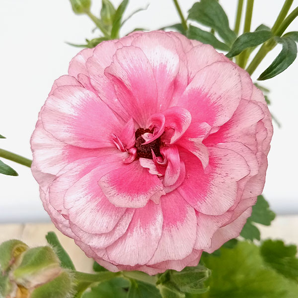 園芸ネット本店｜ラナンキュラス：ラックス3種セット／サティロス