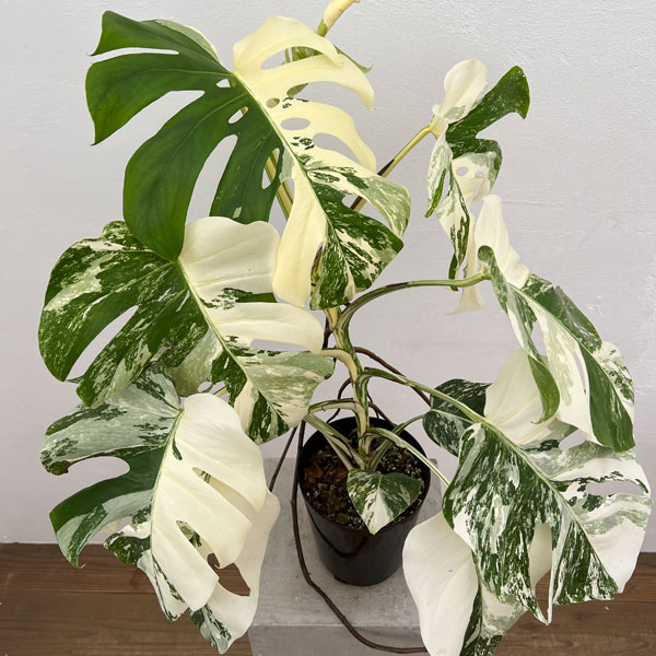 園芸ネット本店｜[ザ・ファームセレクト]モンステラ：デリシオーサ