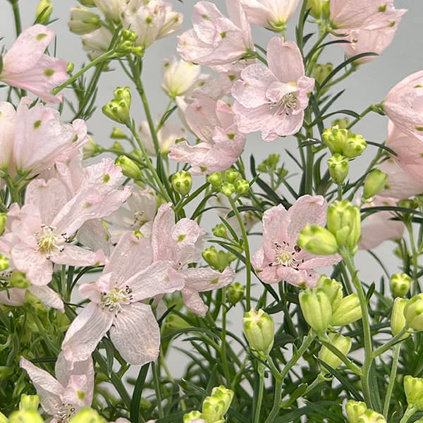 園芸ネット本店｜デルフィニウム：さくらひめ4号ポット の通販【公式】