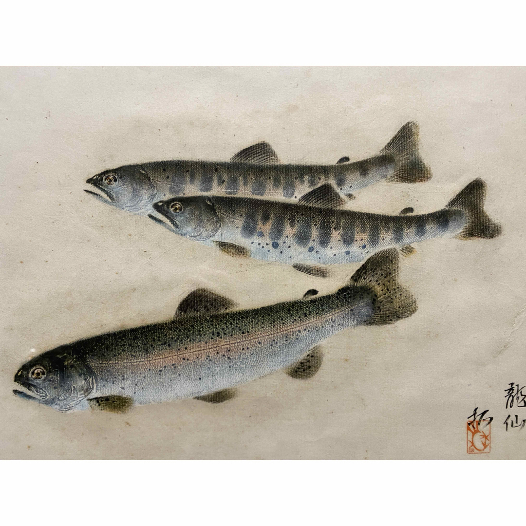 龍仙筆 淡水魚図 ヤマメとニジマス 写生画