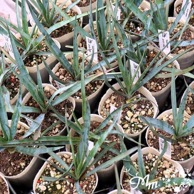 ドライガーデンやインテリアとして楽しめます】ユッカ：リギダ7.5