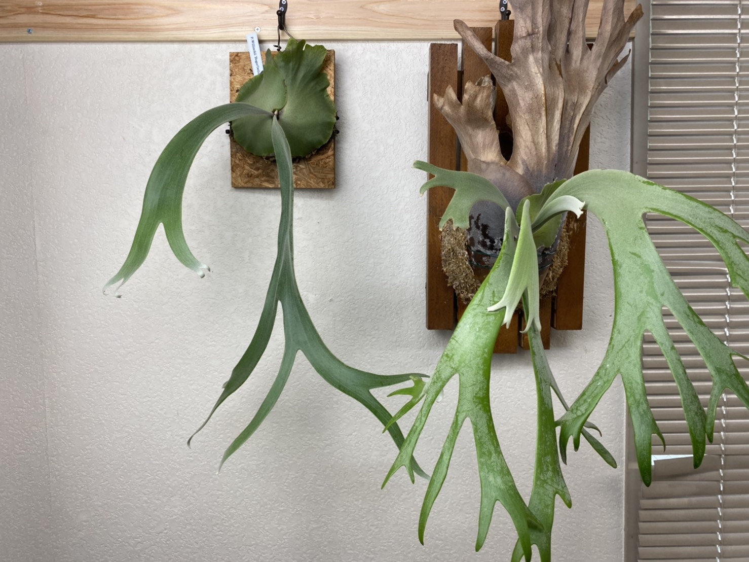 P.willnckii (from Bogor)がやってきた。