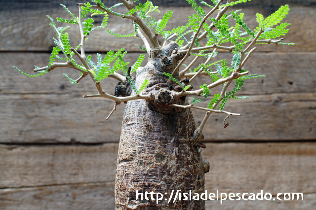 isla del pescado - Operculicarya hyphaenoides-オペルクリカリア