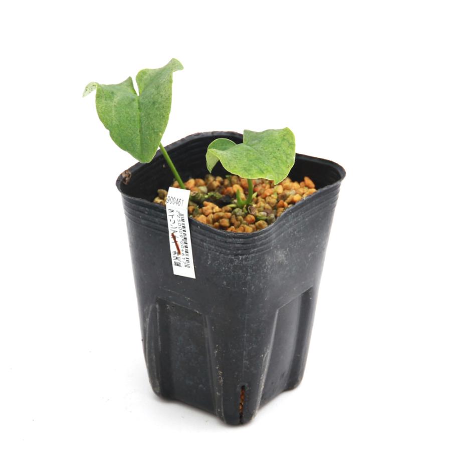 山野草）カンアオイ（寒葵）タイリンアオイ（大輪葵） 弁天星 3号（1