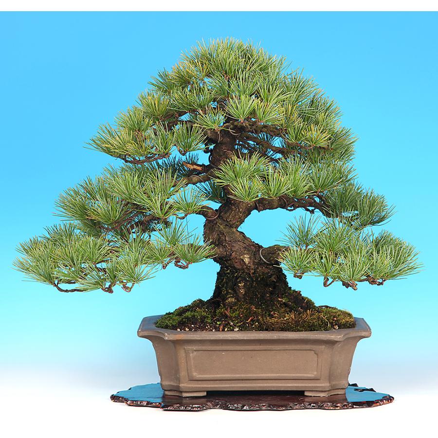 盆栽 五葉松 ゴヨウマツ ごようまつ 松柏盆栽 一品盆栽 現品限り 一点