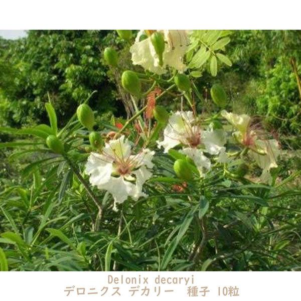 種子 種 Delonix decaryi デロニクス デカリー 世界三大花木 鳳凰木