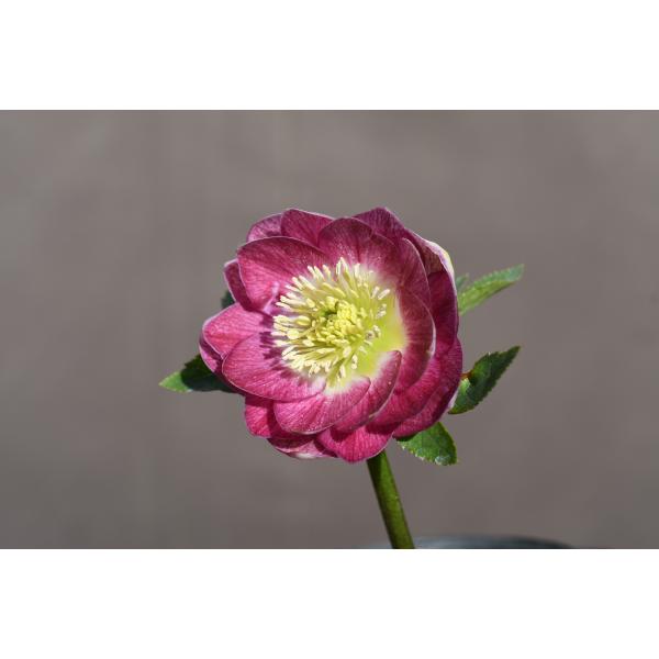 広瀬園芸 クリスマスローズ dd整形レッドブロッチ 開花株 現品 匿名