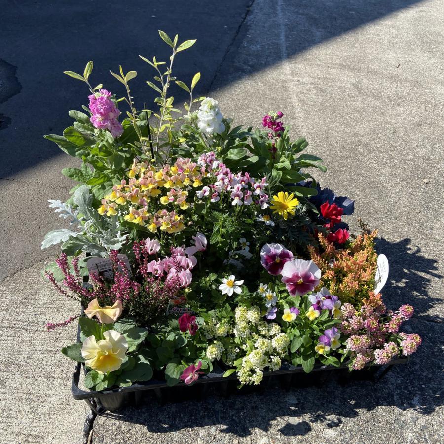 お花屋さんのおまかせ季節の花苗セット（20苗） 寄せ植え・花壇用に