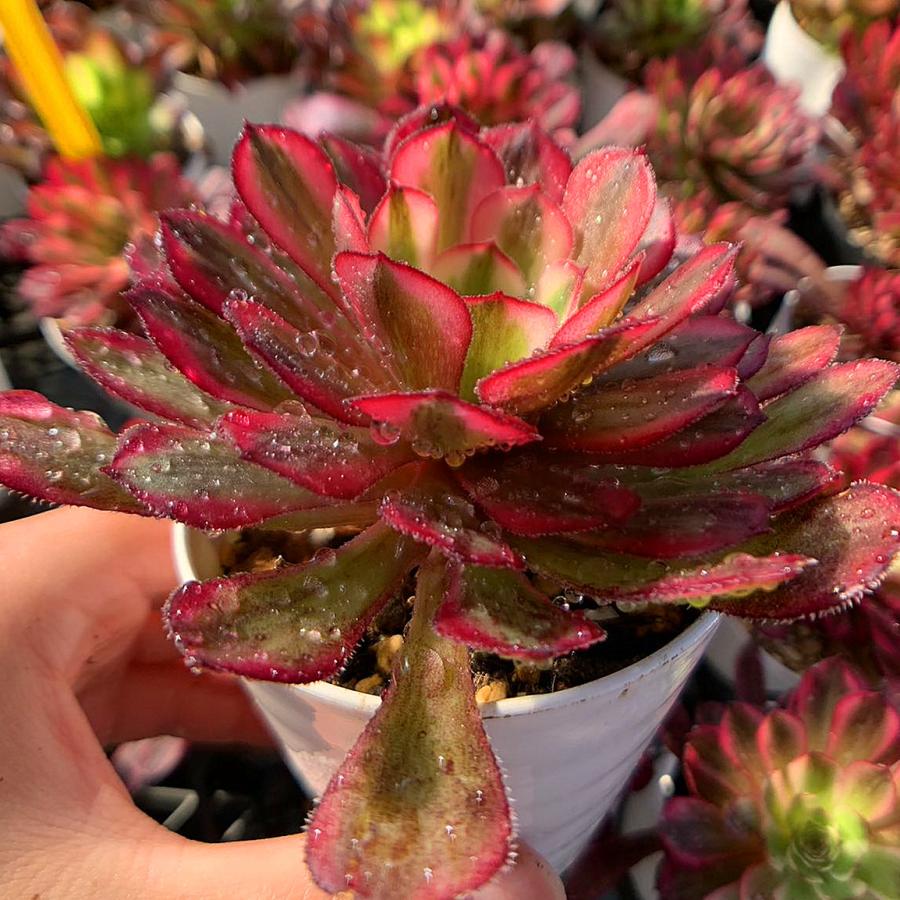 農園直売 多肉植物 寄せ植え アエオニウム属 白月光（単）美苗 抜き苗