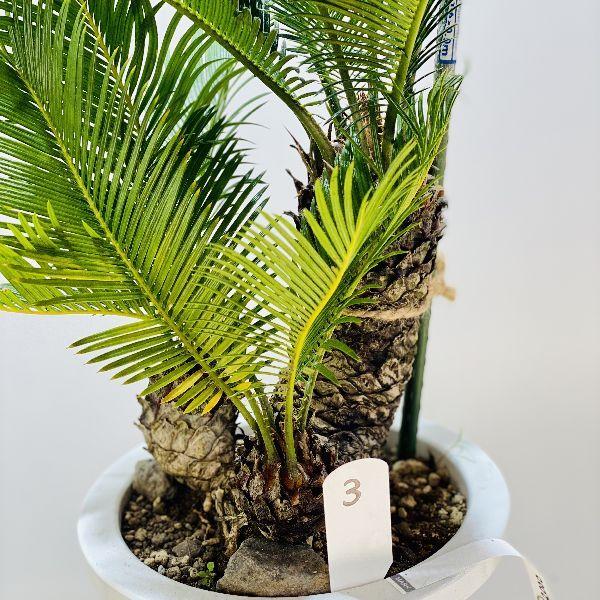 おしゃれ 観葉植物 ソテツ：蘇鉄*8号 プラポット 現品をお届け : 遊恵