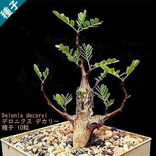 種子 種 Delonix decaryi デロニクス デカリー 世界三大花木 鳳凰木