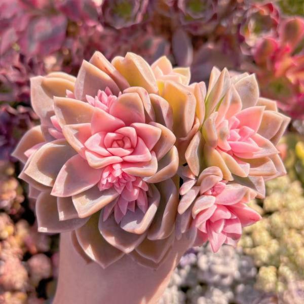 ruruplant-store_2025102