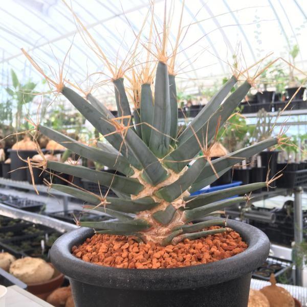 サボテンレウクテンベルギア・プリンキピス 晃山*18cm 現品 一品限り