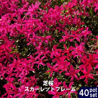 芝桜 苗のおすすめ人気商品一覧 通販 - Yahoo!ショッピング