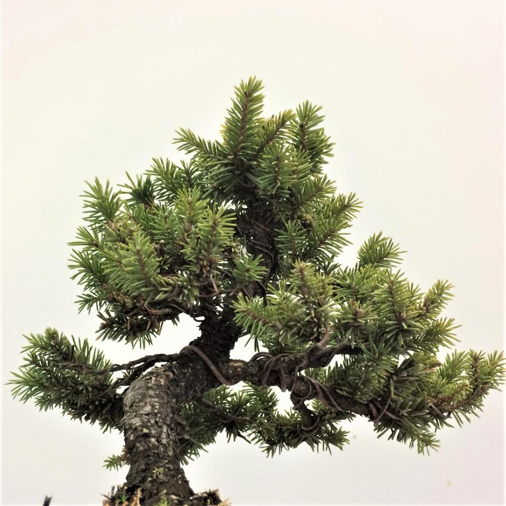 盆栽 蝦夷松・エゾマツ/盆栽、多肉植物、塊根植物、観葉植物通販