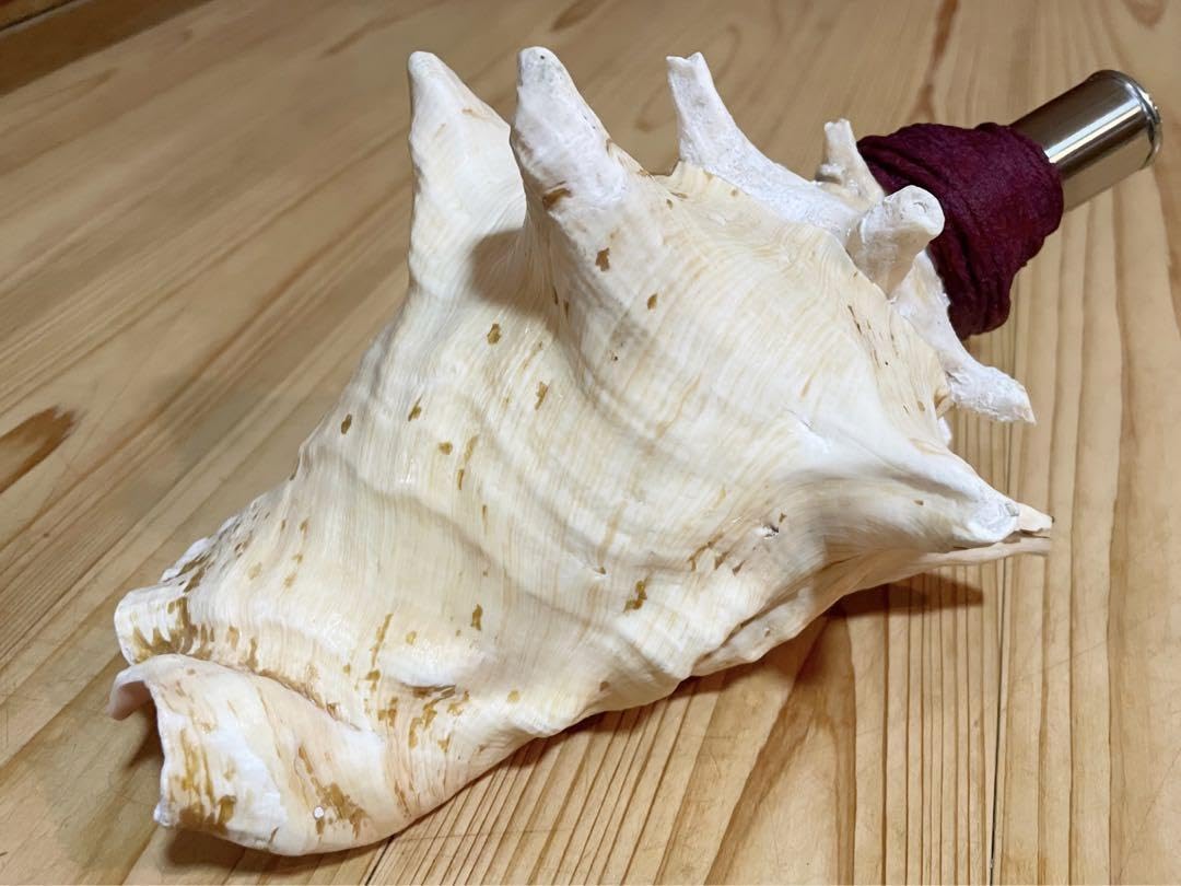 Amazon.co.jp: 桃色法螺貝（ピンク貝）法螺貝 ほら貝 ホラガイ コンク