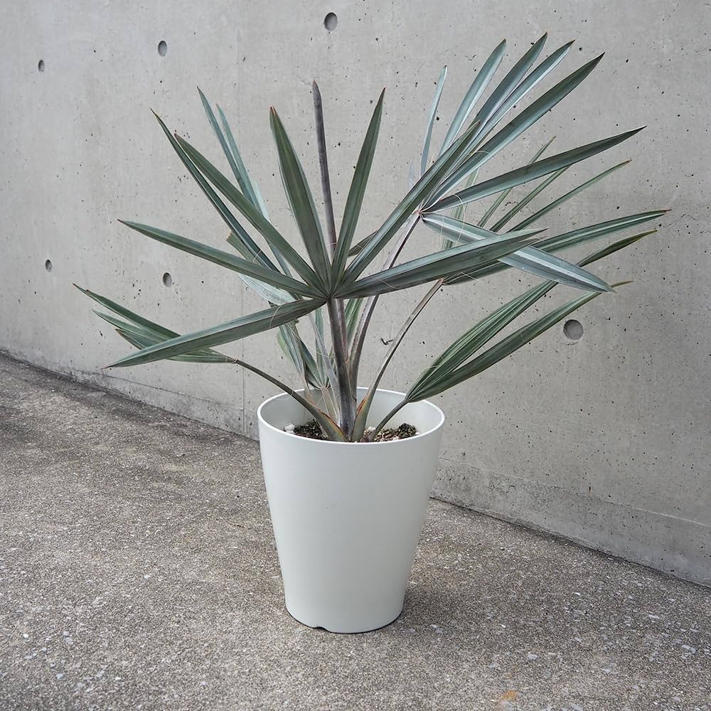 Amazon｜ビスマルキア・ノビリス シルバー7号【品種で選べる観葉植物