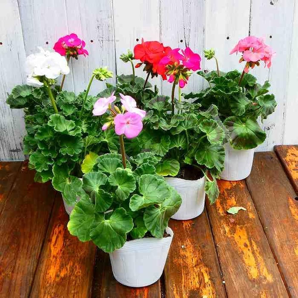 確認用入手困難ゼラニウム苗 確認用入手困難ゼラニウム苗 - メルカリ