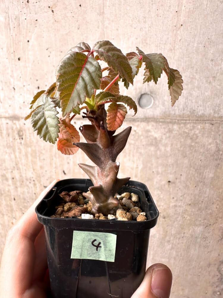 Amazon｜【現品限り】ベイセリア・メキシカーナ【E4】 Beiselia