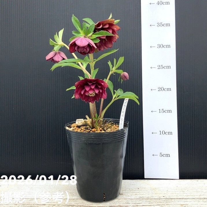 お買い得一点物咲き進み株】加藤農園 艶々系クリスマスローズ キラメキ