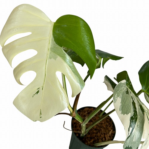 モンステラ ホワイトタイガー 白斑入り 5号 個体3 現品 一点もの