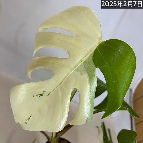 モンステラ ホワイトタイガー 白斑入り 5号 個体3 現品 一点もの