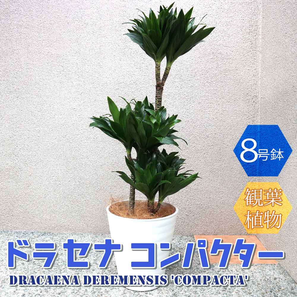 ドラセナ コンパクター【中型 観葉植物 8号鉢／1個】｜ 【植物の