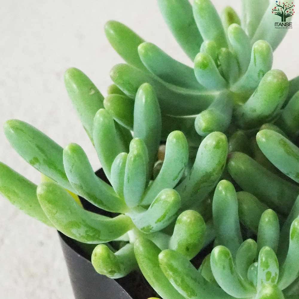 セダム 乙女心 オトメゴコロ【多肉植物 3号ポット】｜ 【植物の