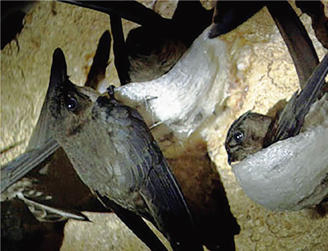 アナツバメとは？ - ツバメの巣で世界を変える「エムスタイル