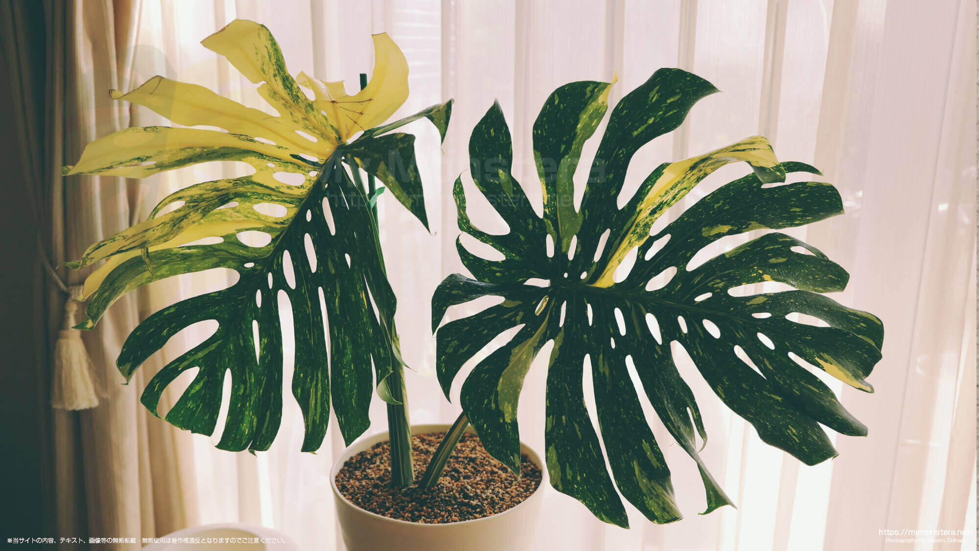 栽培一年を経過し巨大化するイエローモンスター - 私のモンステラ