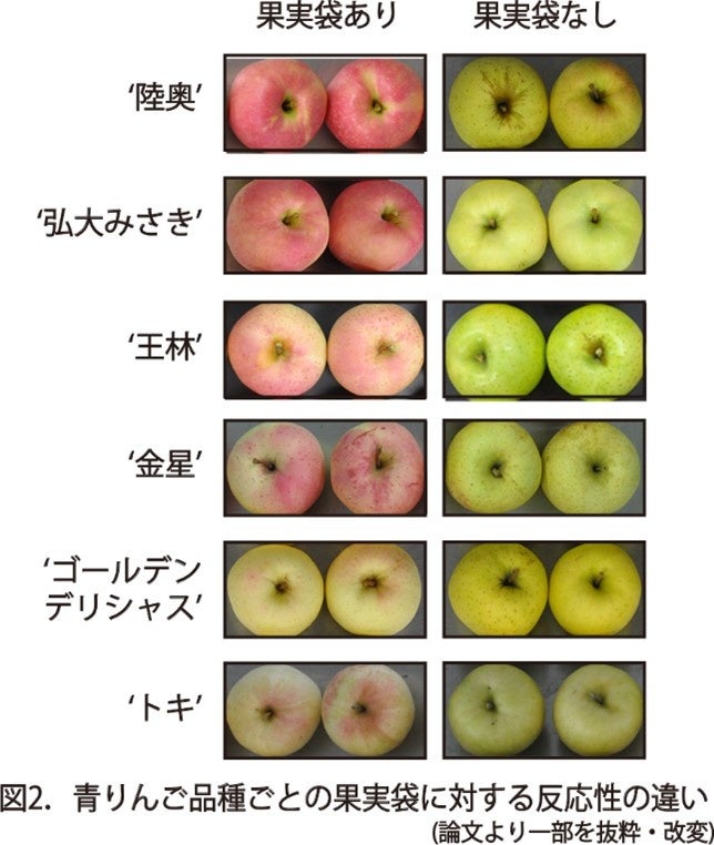 赤い王林も!? ”青”りんごが赤くなる不思議―眠りから覚めた遺伝子が果皮