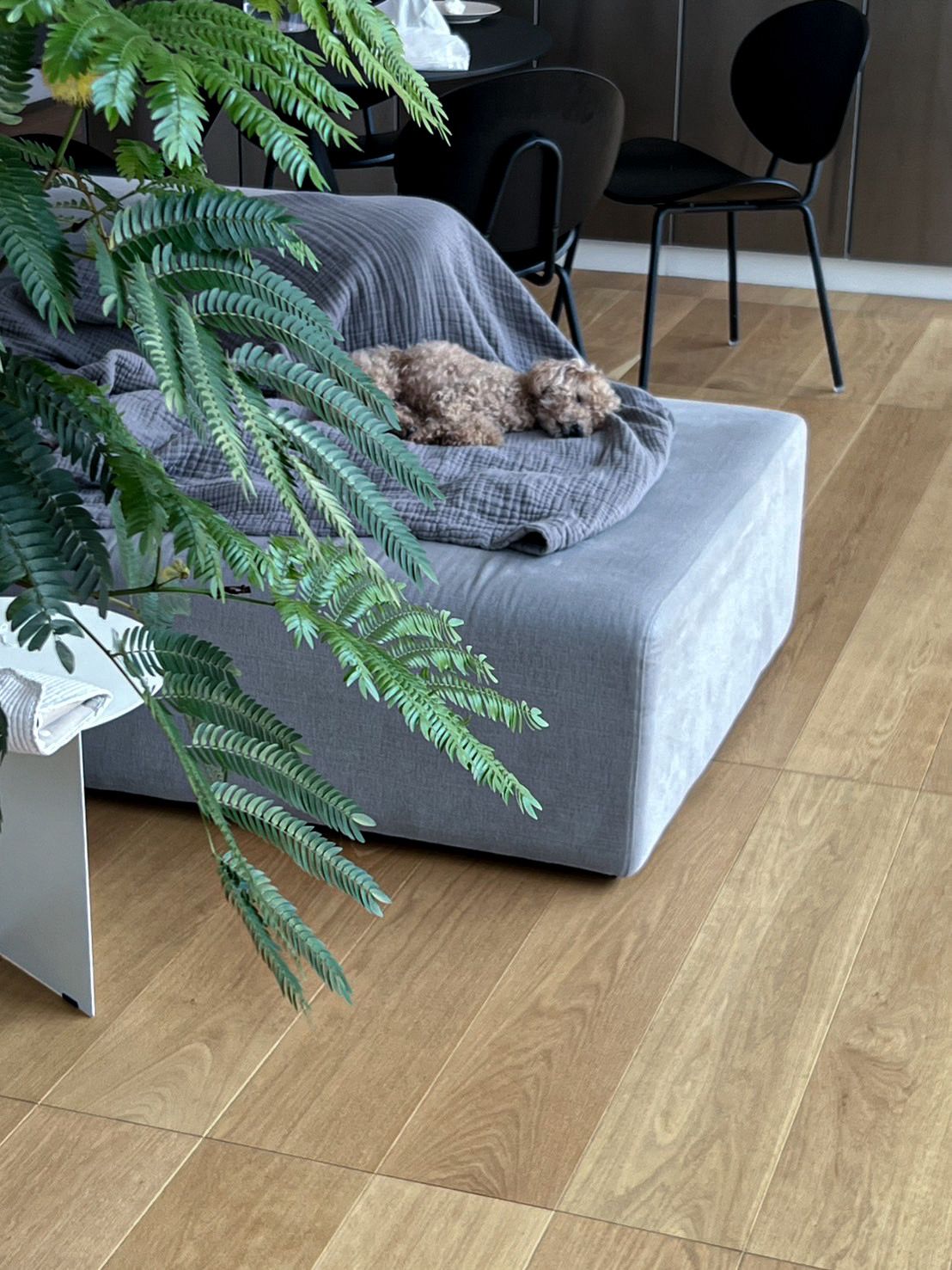 kanademono 曲げ木 プライウッド チェア2脚53