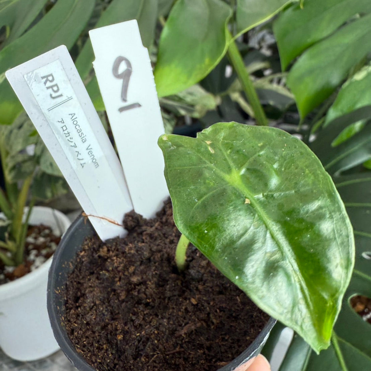 希少】アロカシア 'ベノム(ヴェノム)' 順化済み – RARE PLANTS JAPAN