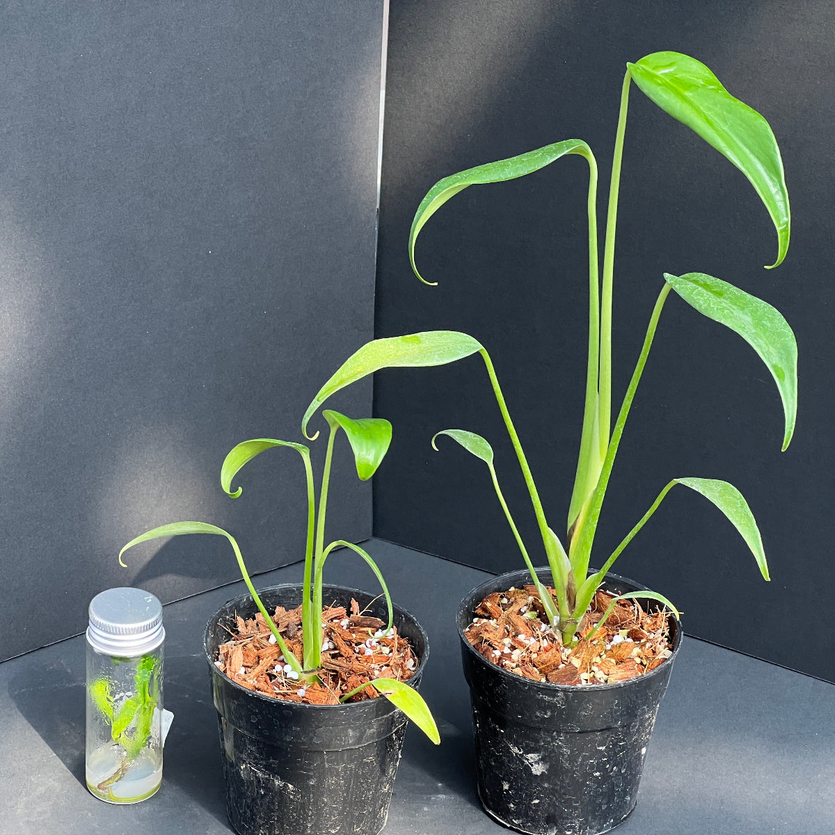 モンステラ・デリシオーサ 'バールマルクスフレイム' 組織培養(TC)株