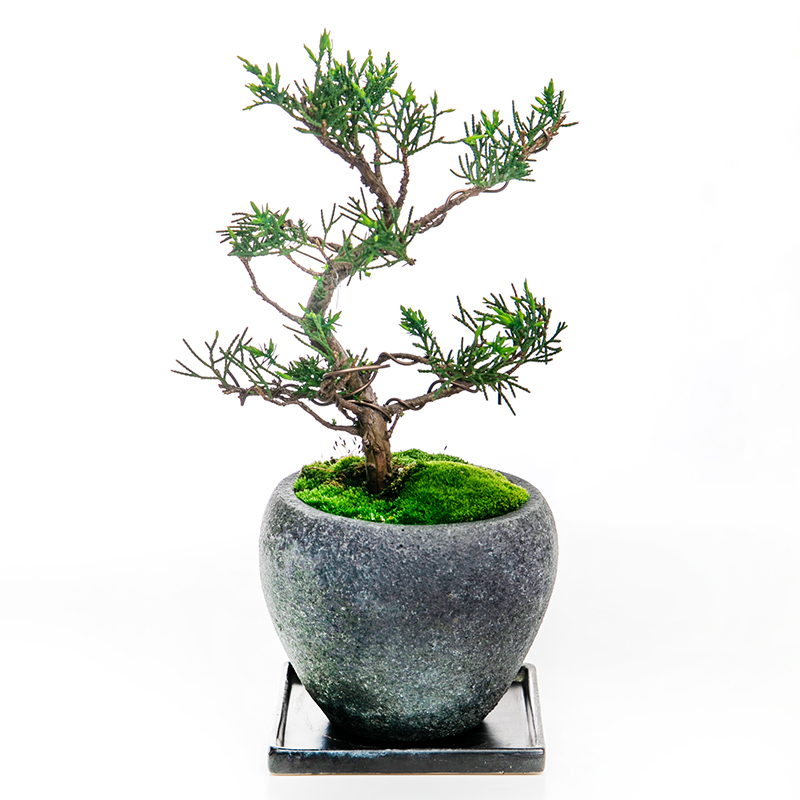 真柏 | 株式会社 四季彩グリーン