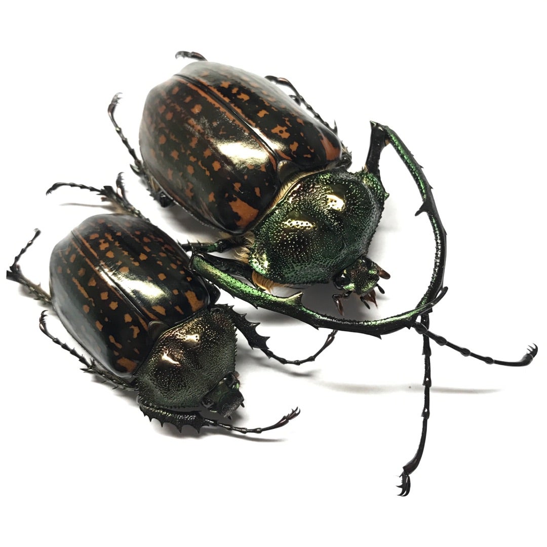 ゲストロイテナガコガネ No.1〜3 | 愉快な海と波と恵