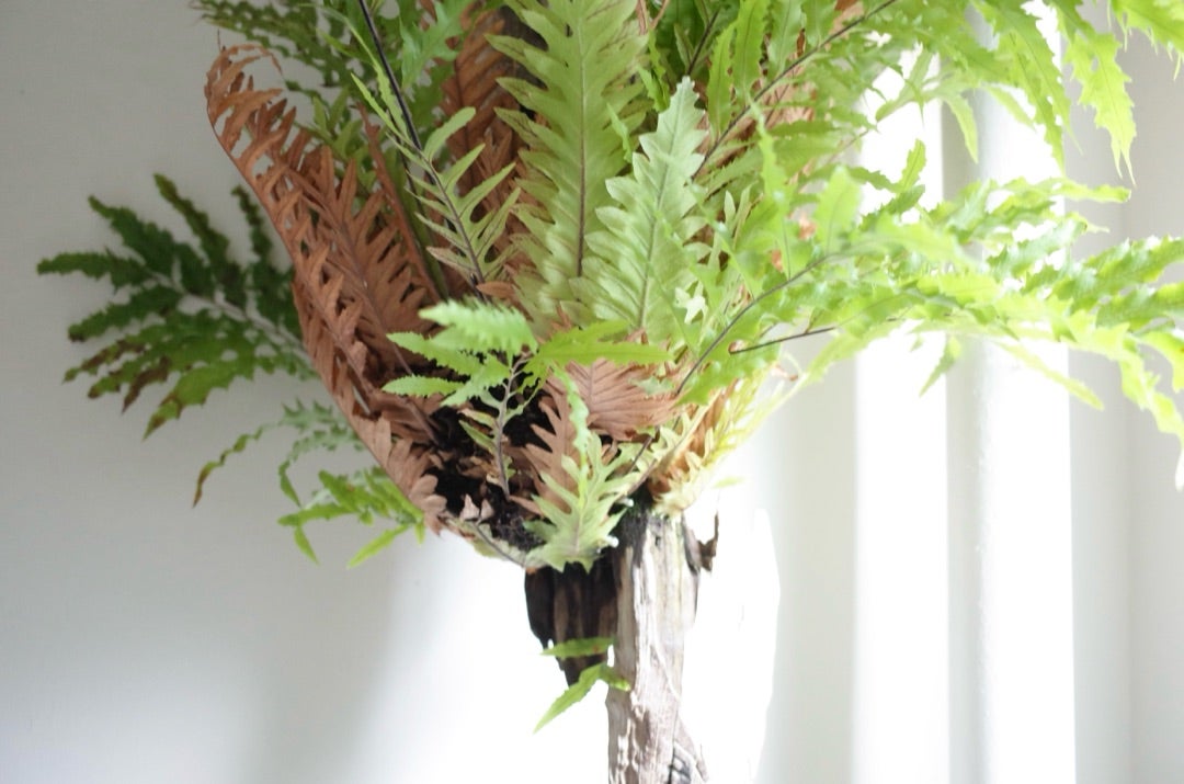 ドリナリア リギデュラ ホワイティ 33 | ビザールプランツを育てはじめ