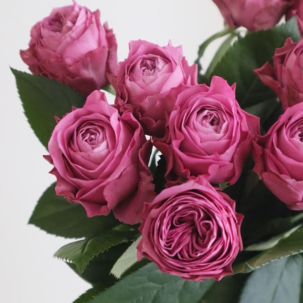 08直前!FJ】バラ ネイビー(紫系)50cm程度 JA大井川 - 花材通販はなどん