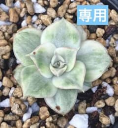 高級種❧原始ロンギシマ錦、エボニー錦、ピンク蝶錦 アッシ錦 - メルカリ