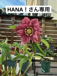 クリスマスローズ 開花株のおすすめ人気商品一覧 通販 - Yahoo