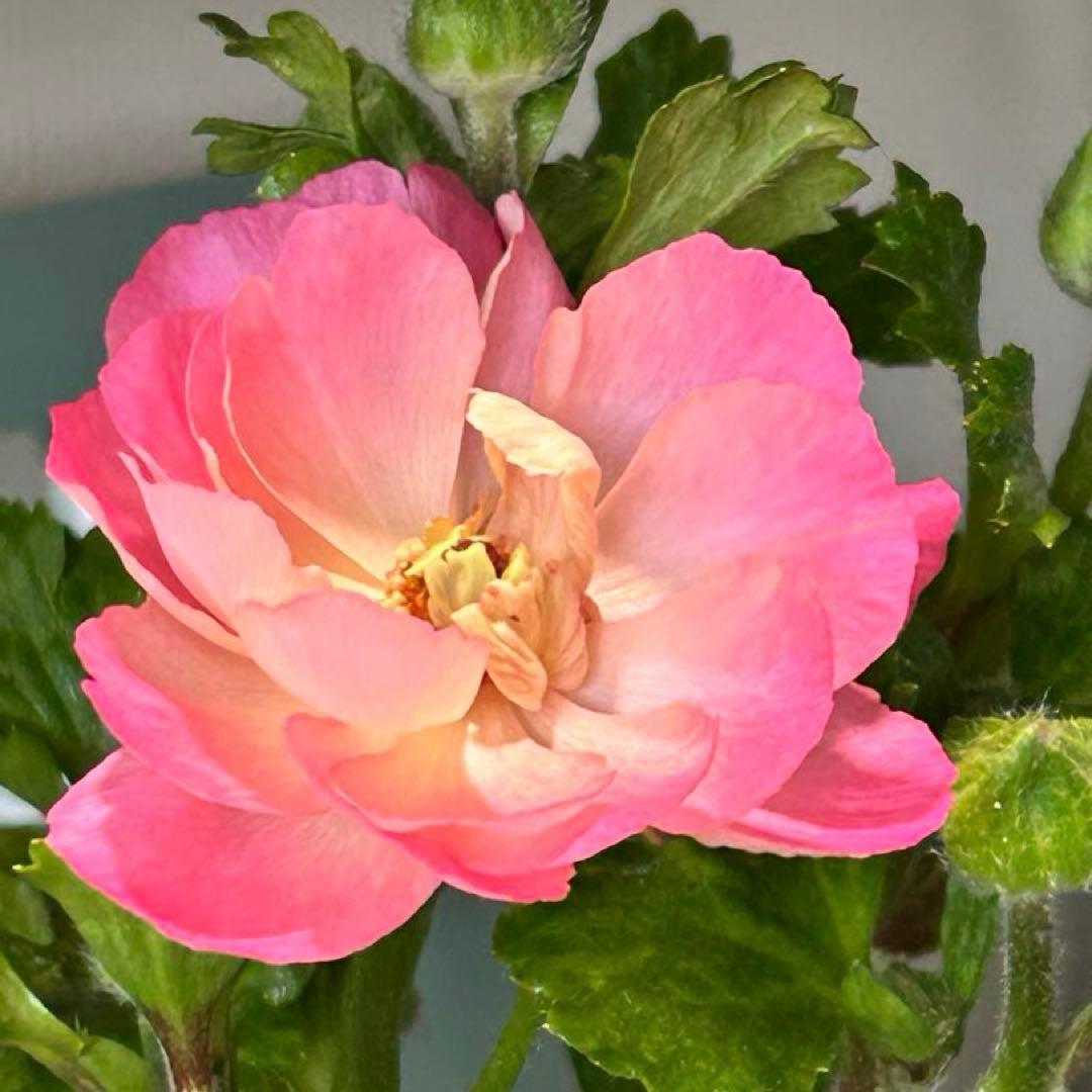 宮崎県産【開花苗】ラナンキュラスラックス　セイレン　ポット苗《2/17》