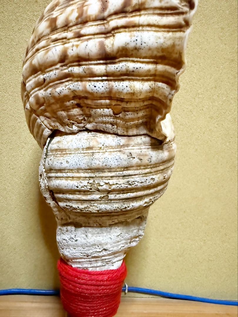 限定セール❗️最大級修験道法螺貝50㎝ 肉厚 山伏ホラガイ ほら貝