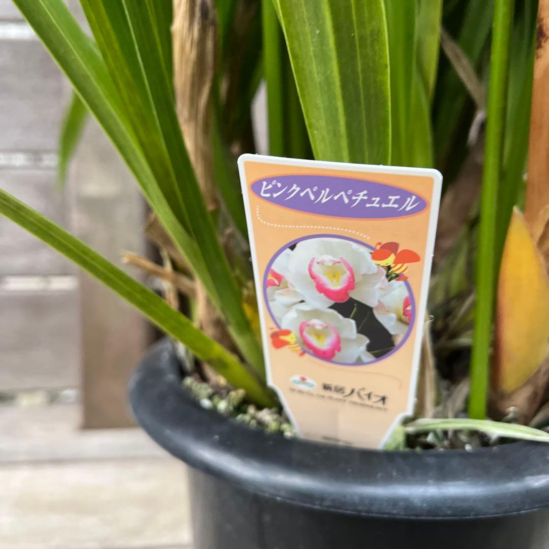 豪華 6本立ち シンビジューム ピンクペルペチュエル 6.5号 蕾多数 豪華 6