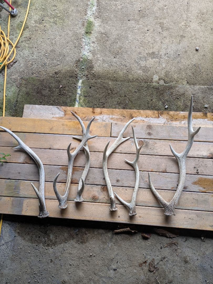 【北海道】複数の鹿の角　購入者様の要望に合わせてカットや本数承ります。 楽天市場】【ふるさと納税】 鹿角 おすすめ 鹿の角 ノールビンドニング