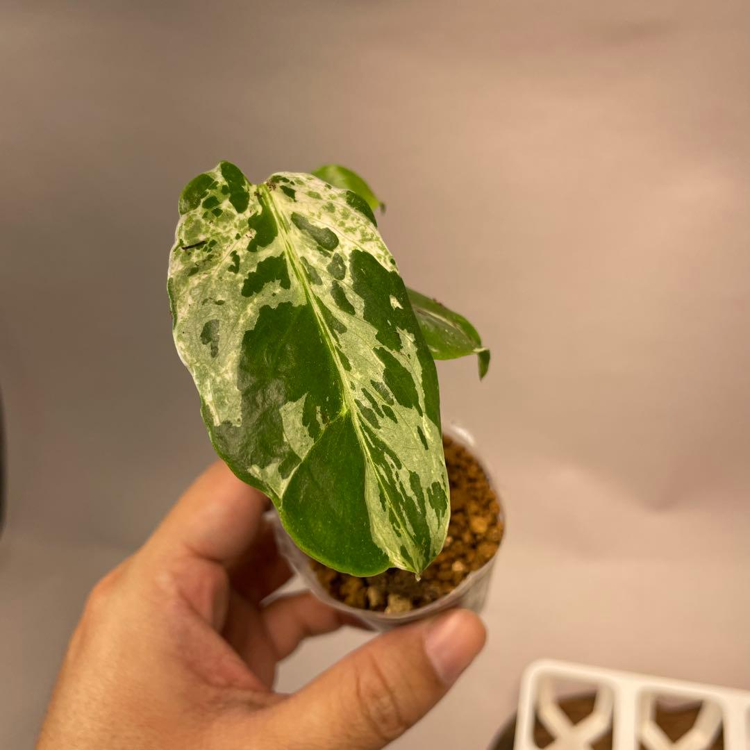 ms28品種保証！斑入り保証！モンステラ バルバソー フシギダネ 順化