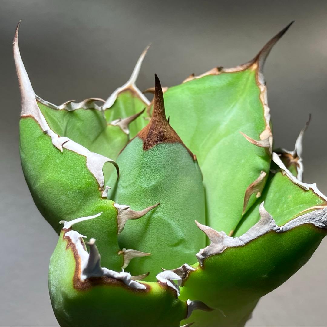 アガベ ローズ イラン株 アガベ】確認用！！ 確認用 イラン株【REZA産