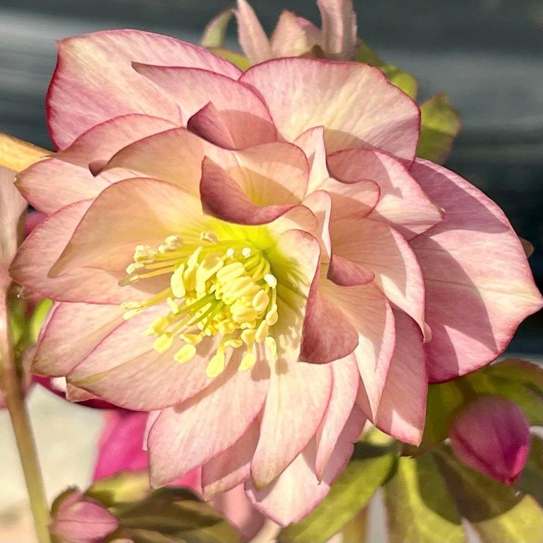 i*u様 ☘️NEW☘️開花株❤️根充実❤️新葉❤️3284⭐️直筆(入荷時)”